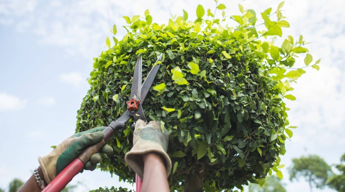 tree_trimming_and_tree_pruning